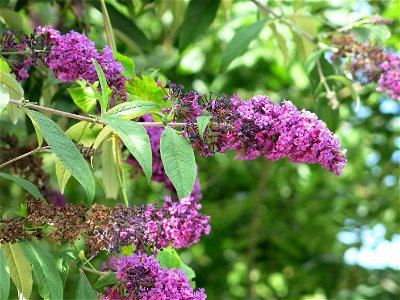 Flower of Buddleia of the coulée verte of Colombes (Hauts-de-Seine, France). photo