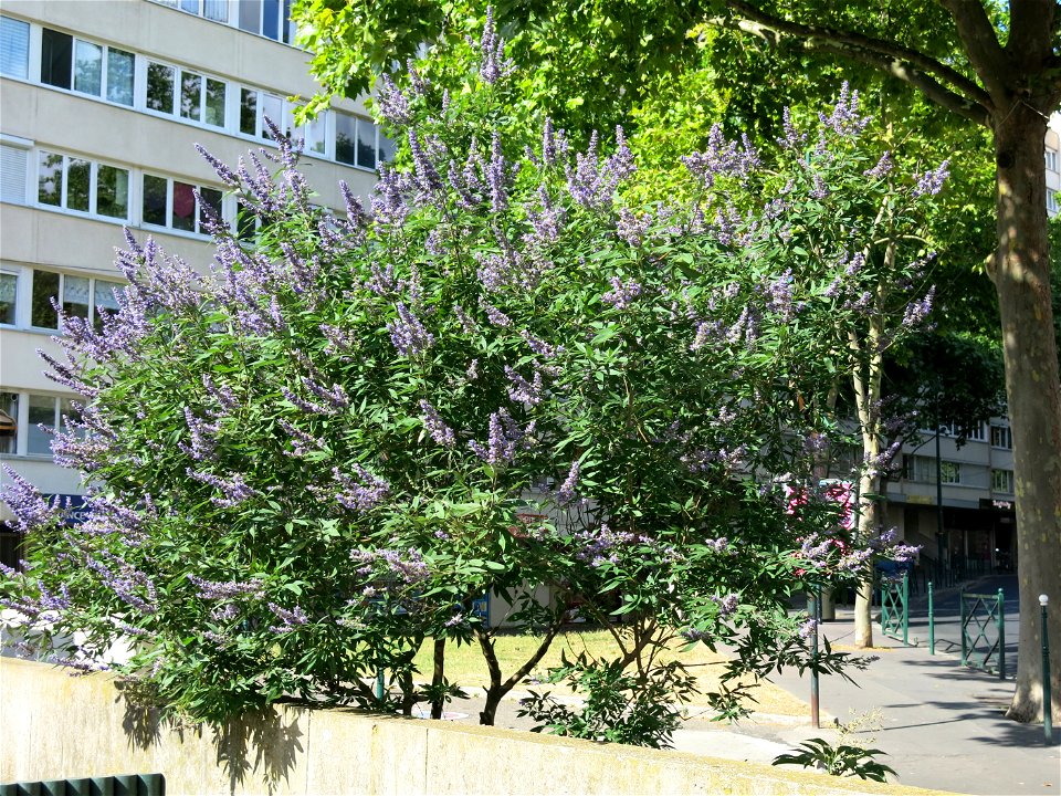Buddleia near the market of Colombes (France).