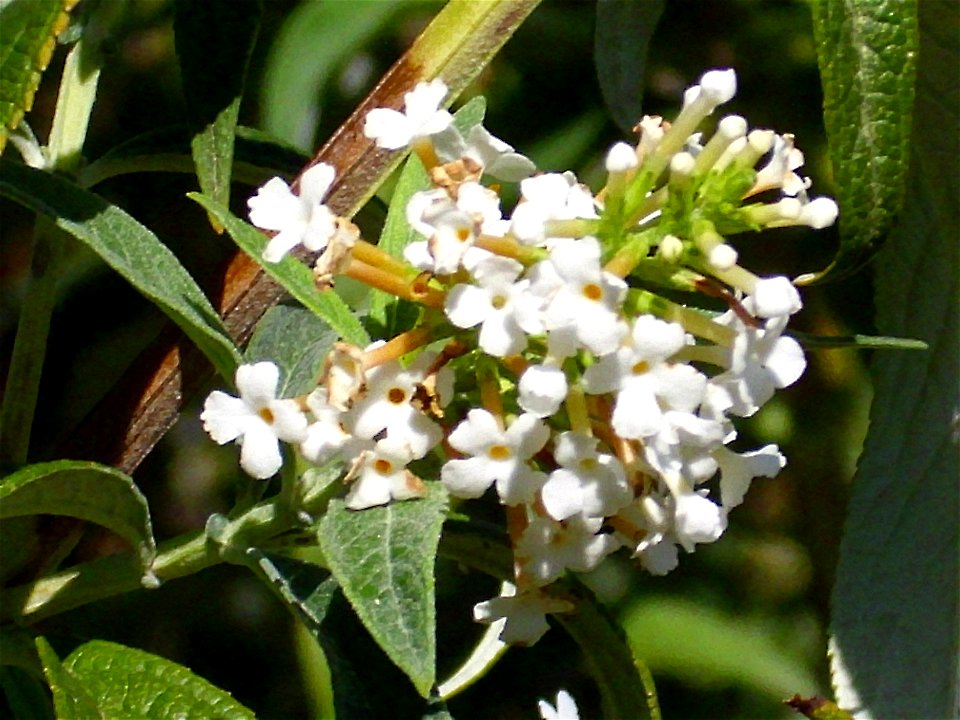 Buddleja davidii flowers close up, Dehesa Boyal de Puertollano, Spain