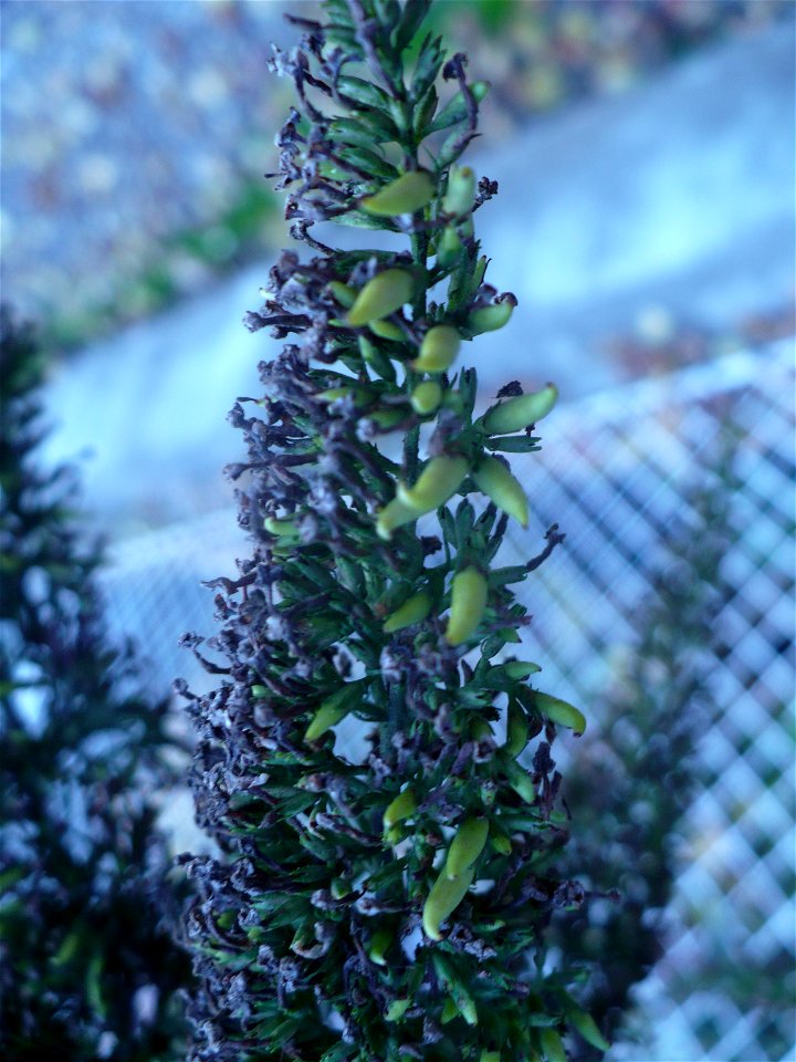 Buddleja davidii inflorescence, in late autumn