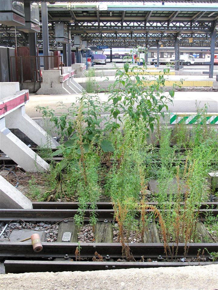 Adventice buddleja growing near the buffers of the gare de Paris-Est.