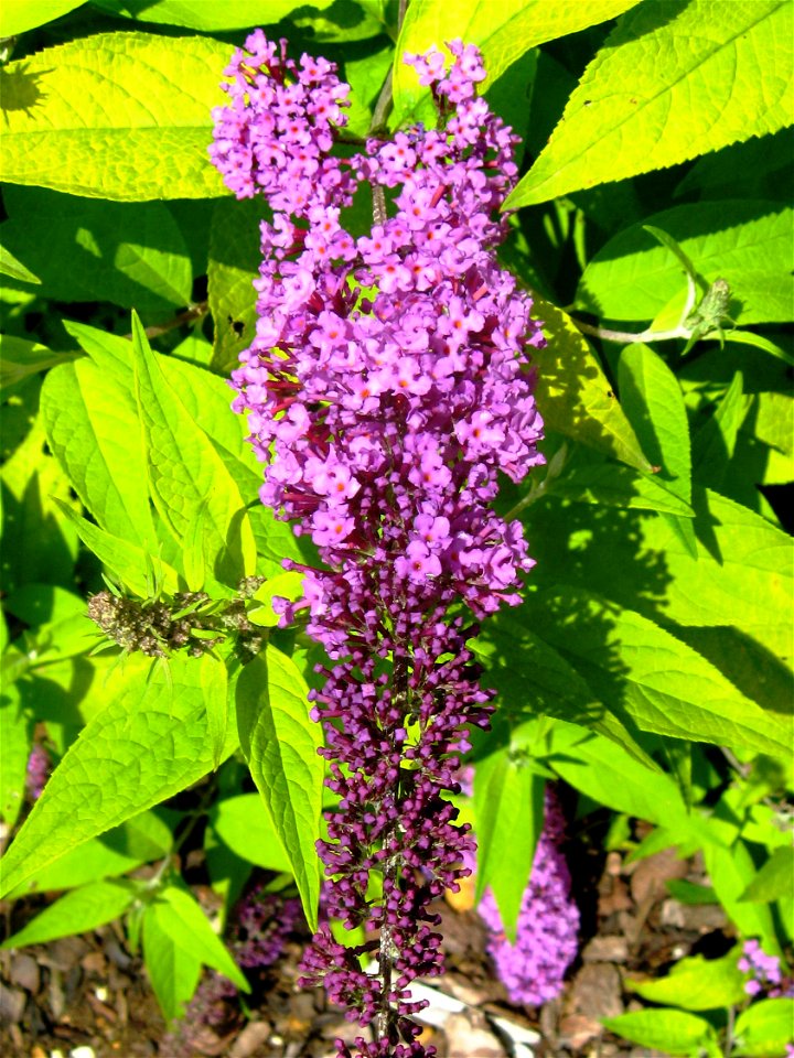 Photograph of the inflorescence and foliage of Buddleja davidii cultivar 'Buddma' (selling name = Moonshine), taken at Longstock Park, UK.