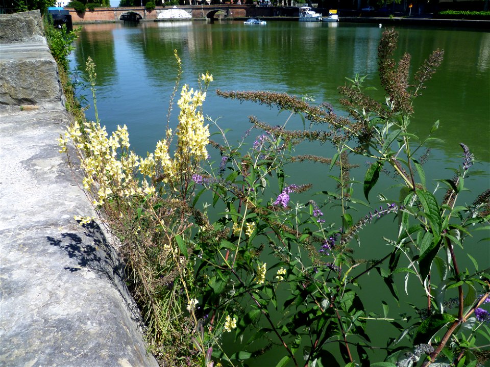 Toulouse (Haute-Garonne, France) : Linaria vulgaris et Buddleja davidii au Port de l'Embouchure.