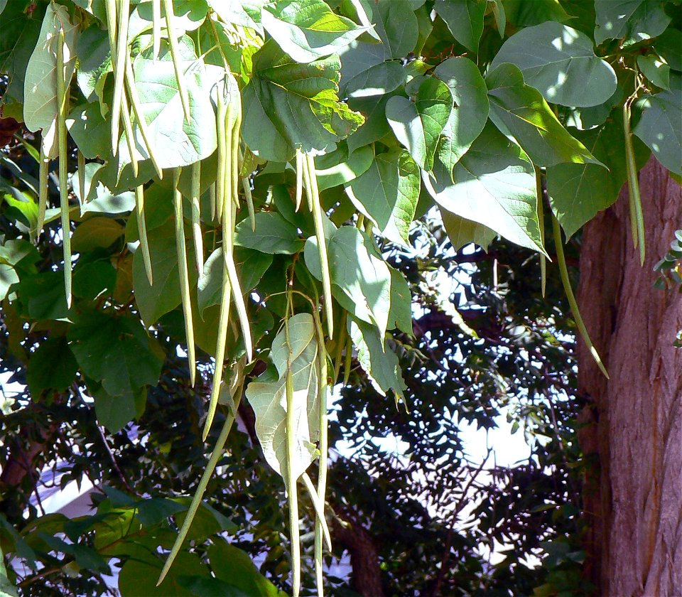 Capsule fruit and leaf details of the Northern Catalpa tree.