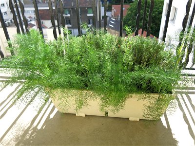 Fennel and thyme in a garden box.