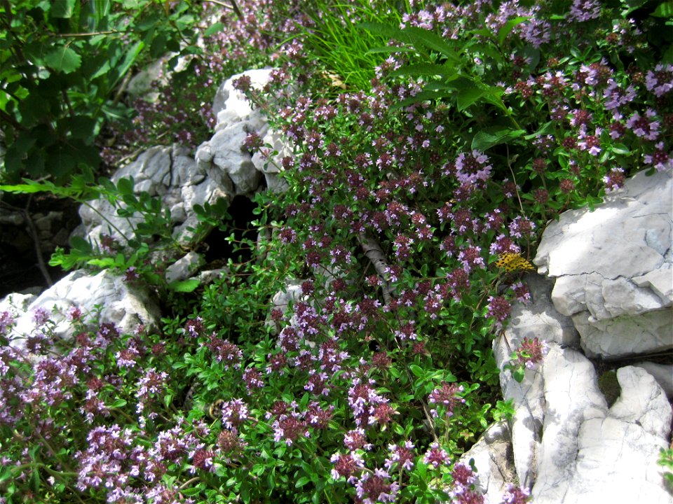 Materina dušica, alpine flowers (Komarča, Slovenia)
