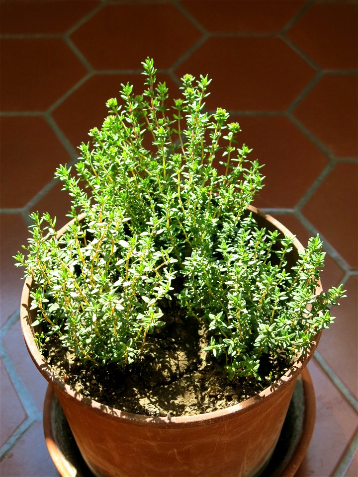 Thyme transplanted in november 2018 from Burgundy to suburb of Paris.