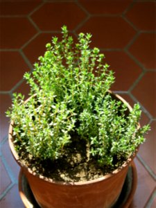 Thyme transplanted in november 2018 from Burgundy to suburb of Paris.