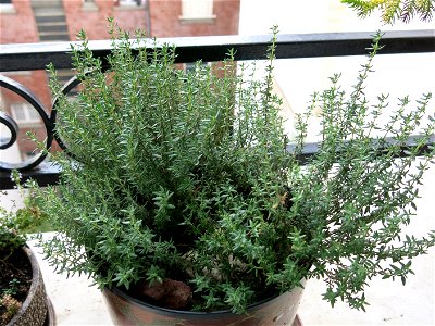 Thyme transplanted in november 2018 from Burgundy to suburb of Paris.