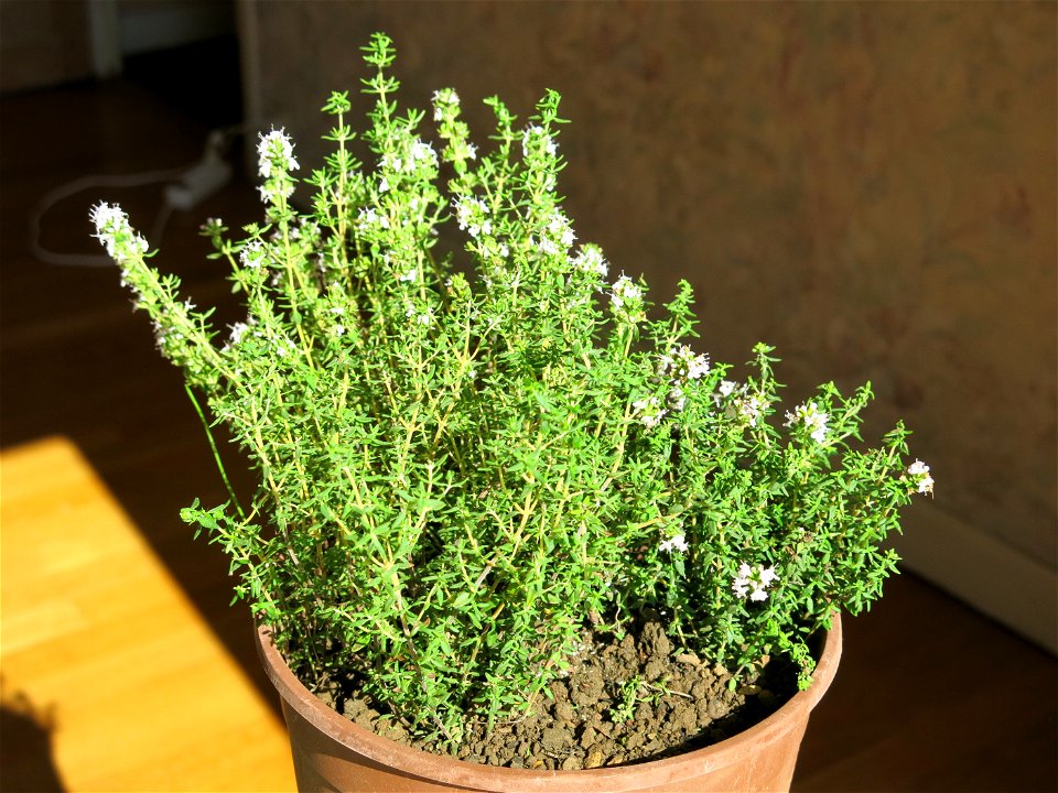 Thyme transplanted in november 2018 from Burgundy to suburb of Paris.