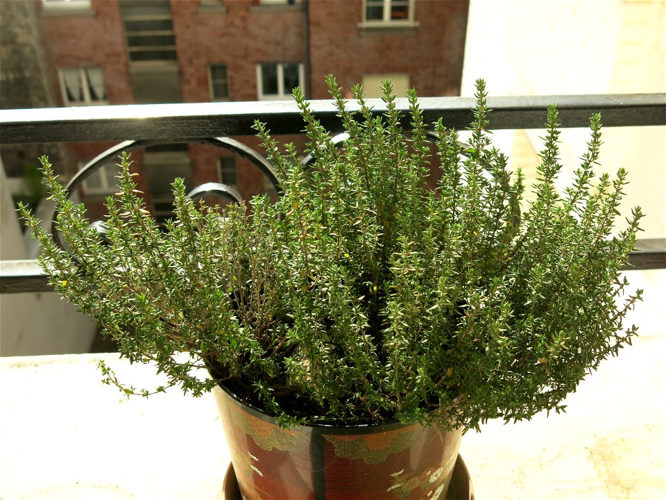 Thyme transplanted in november 2018 from Burgundy to suburb of Paris.