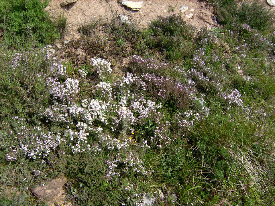 Thyme (Thymus vulgaris) plants in the wild, Catalonia