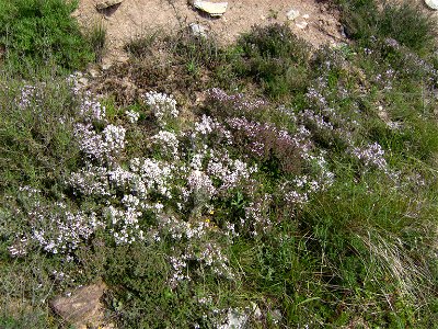 Thyme (Thymus vulgaris) plants in the wild, Catalonia