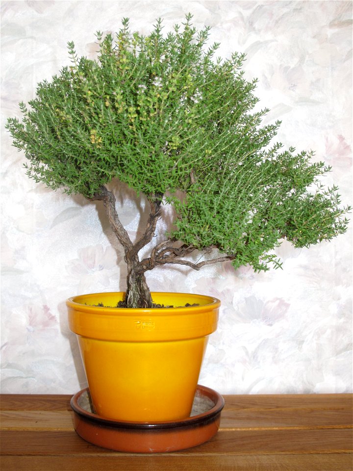 Thyme bonsai. Height : 28 cm. Aged 15 years app. Young plant bought 12 years ago.