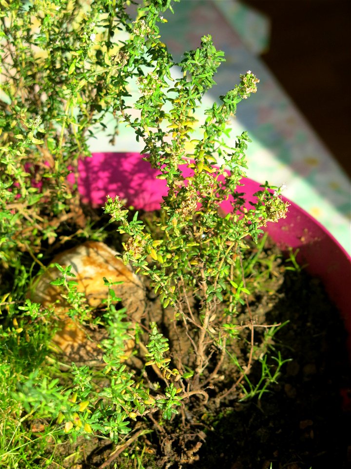 Spontaneous seedling of thyme in a pot where grew several plants of thyme during some months.