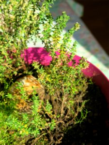 Spontaneous seedling of thyme in a pot where grew several plants of thyme during some months.