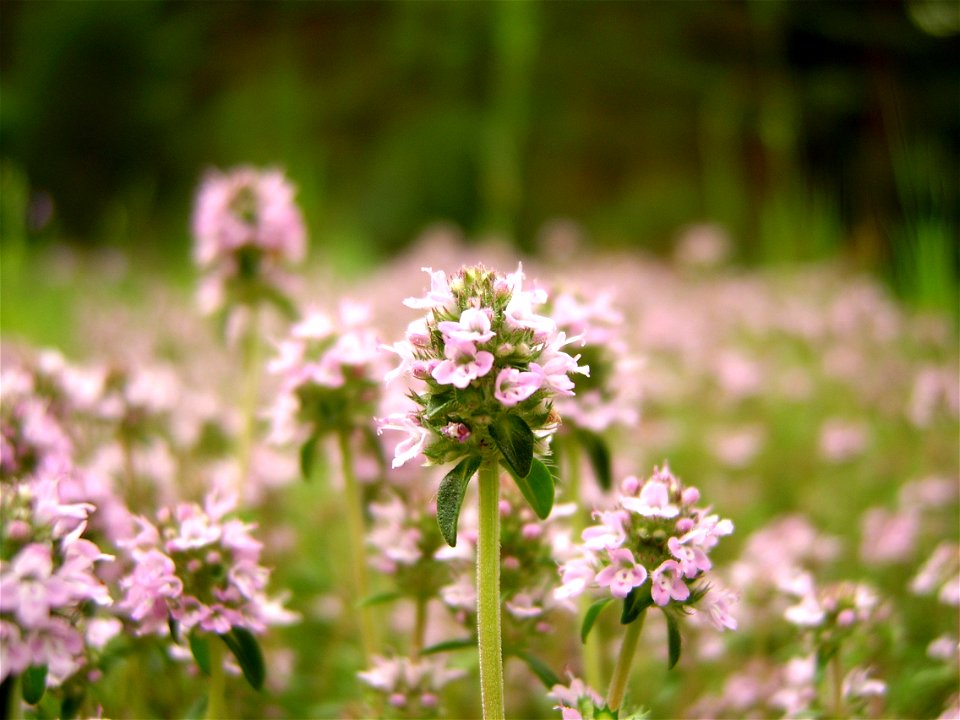 Мащерка, Thymus vulgaris