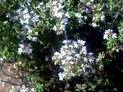 Thymus vulgaris flowers close up in Dehesa Boyal de Puertollano, Spain