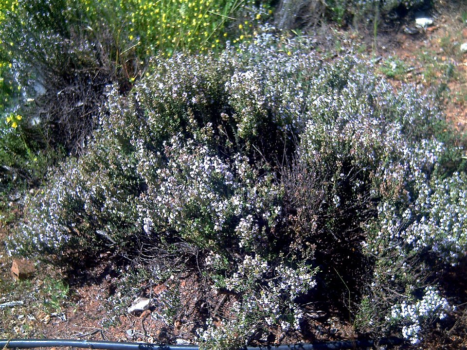 Thymus vulgaris plant in Dehesa Boyal de Puertollano, Spain