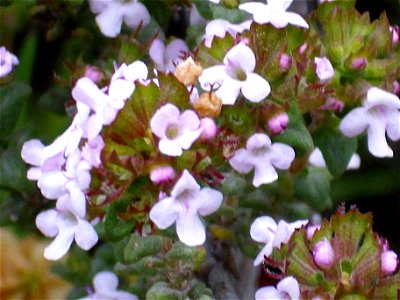 Thymus vulgaris flowers close up Dehesa Boyal de Puertollano, Spain photo