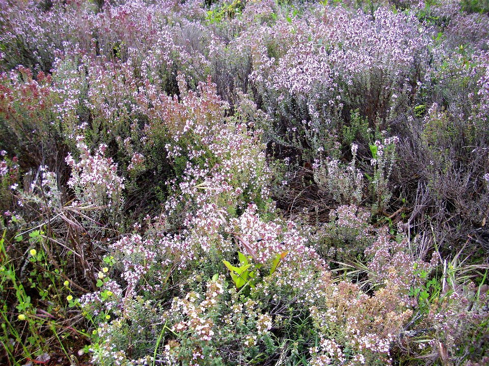Thymus vulgaris habit Dehesa Boyal de Puertollano, Spain