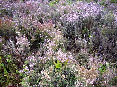 Thymus vulgaris habit Dehesa Boyal de Puertollano, Spain photo