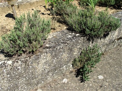 Spontaneous growth of plants of thymus in a garden in Burgundy. Clayous soil.