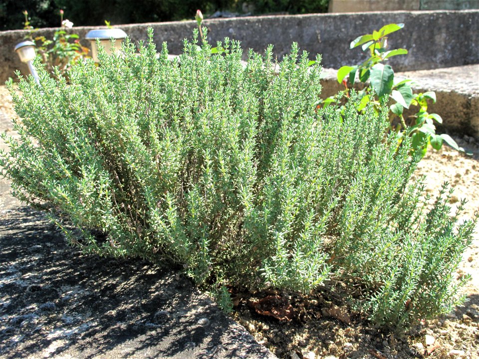 Spontaneous growth of plants of thymus in a garden in Burgundy. Clayous soil.