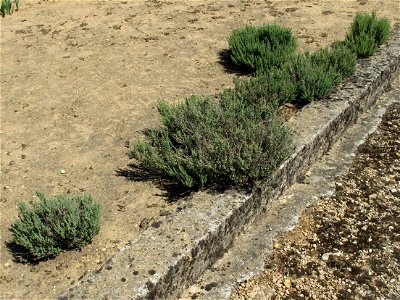 Plants of thymus from Provence transplanted into a garden in Burgundy. Clayous soil.