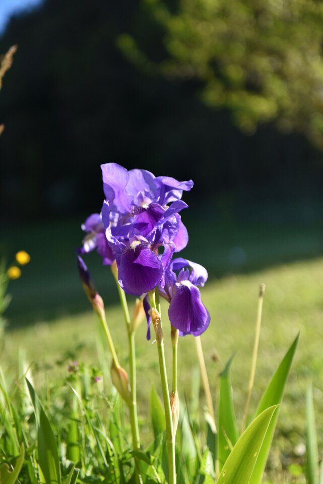 Nature purple spring