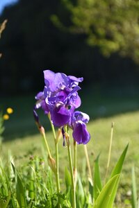 Nature purple spring