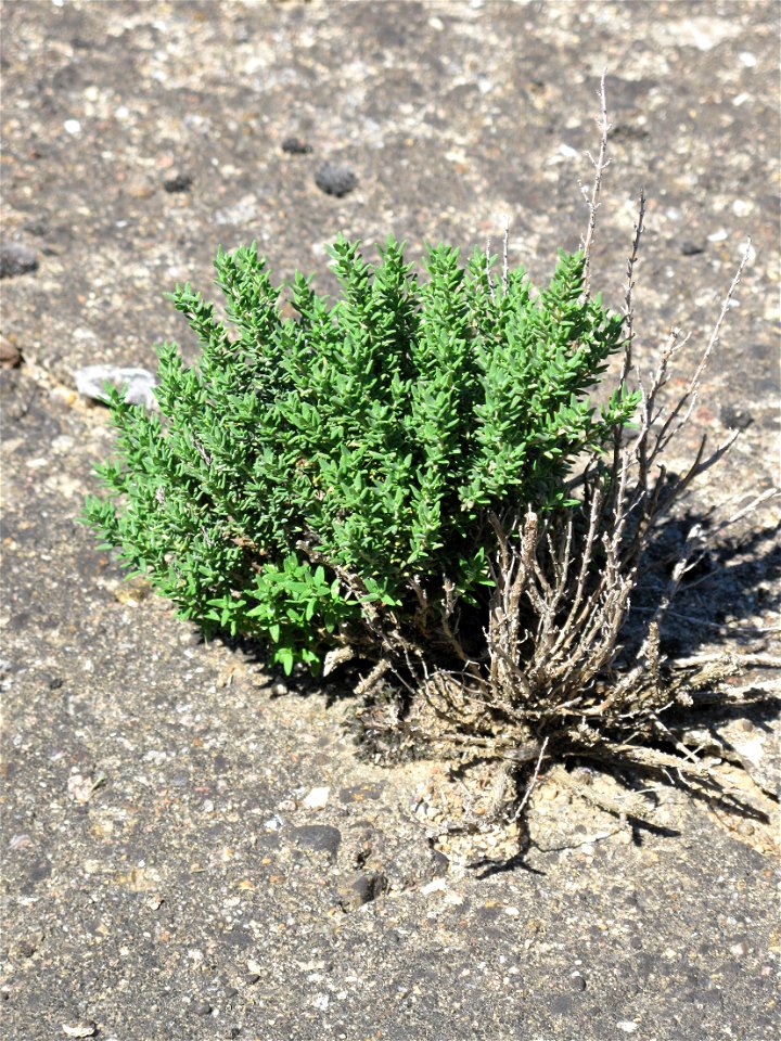 Spontaneous growth of plants of thymus in a garden in Burgundy. Clayous soil.
