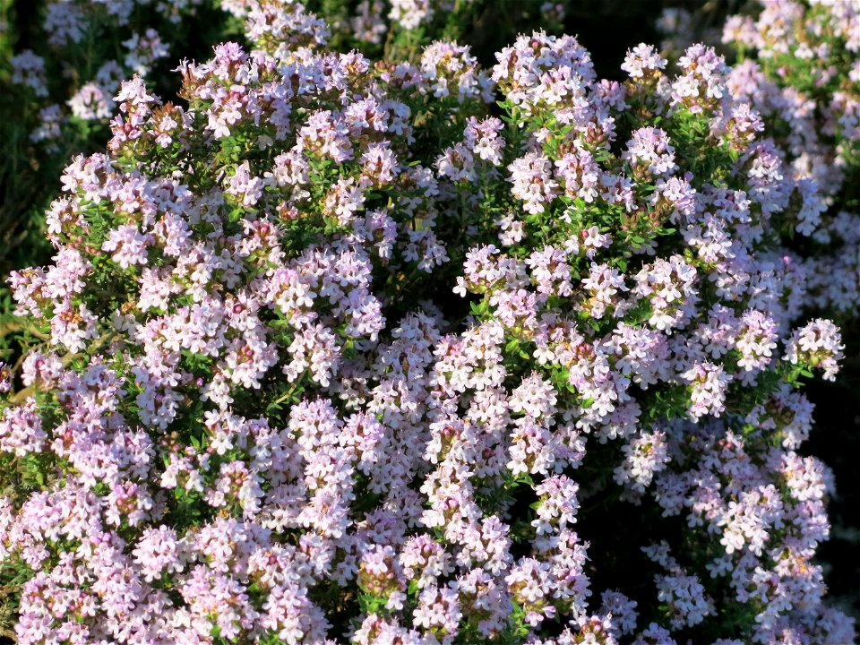Flowers of plants of thymus from Provence transplanted into a garden in Burgundy. Clayous soil.