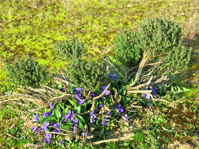 Violets growing in a plant of thym (Burgundy, France).