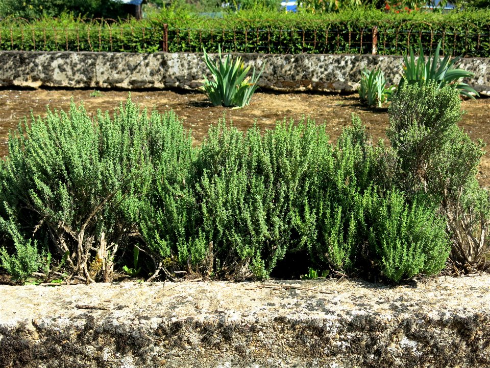 Plants of thymus from Provence transplanted into a garden in Burgundy. Clayous soil.