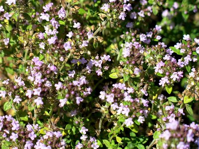Flowers of plants of thymus citriodorus transplanted into a garden in Burgundy. Clayous soil.