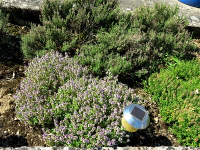 Flowers of plants of thymus citriodorus transplanted into a garden in Burgundy. Clayous soil.
