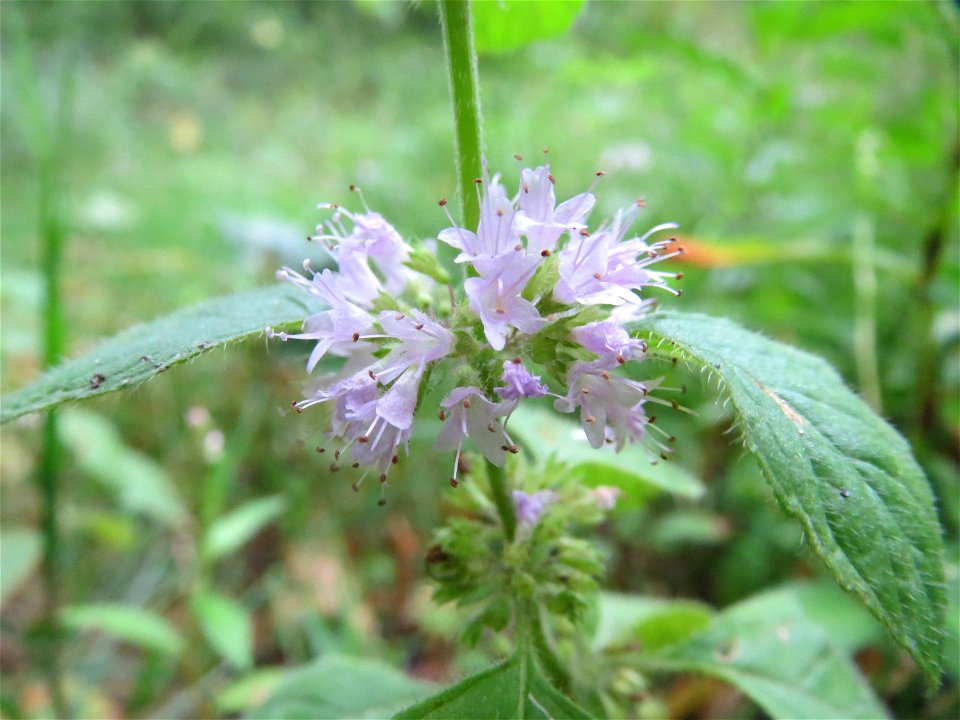 Ackerminze (Mentha arvensis) im Schwetzinger Hardt