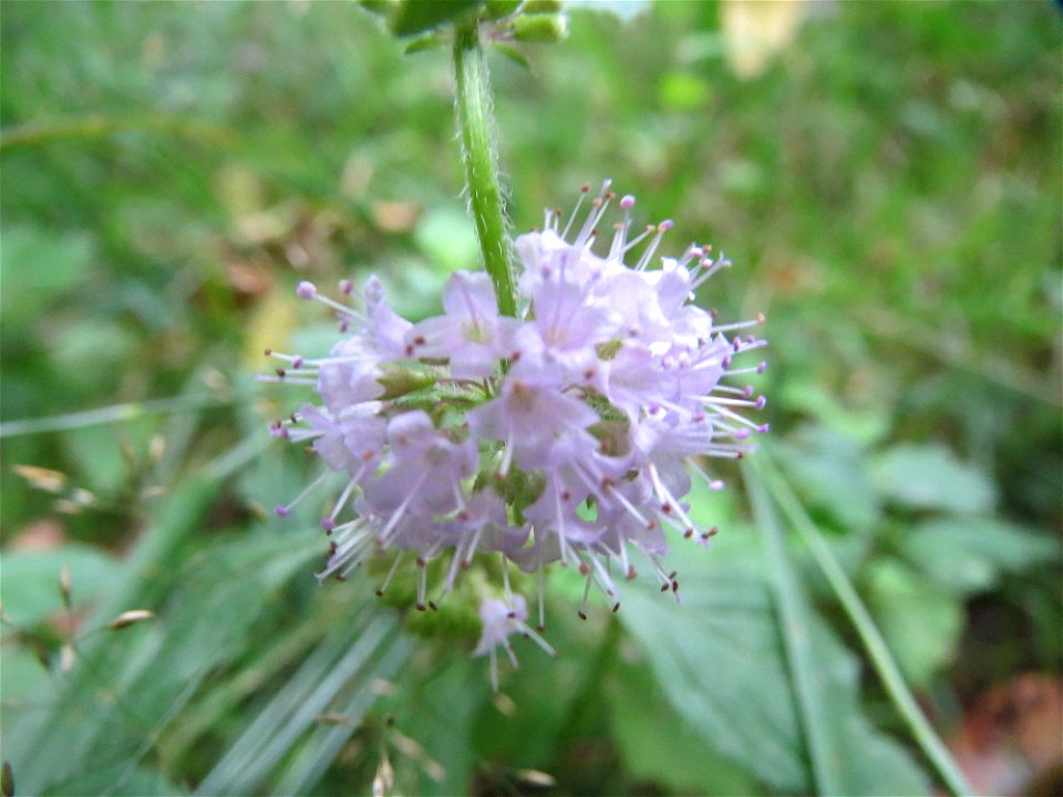 Ackerminze (Mentha arvensis) im Schwetzinger Hardt