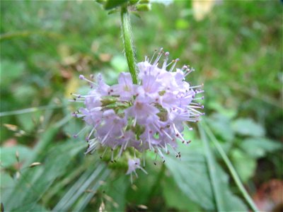 Ackerminze (Mentha arvensis) im Schwetzinger Hardt