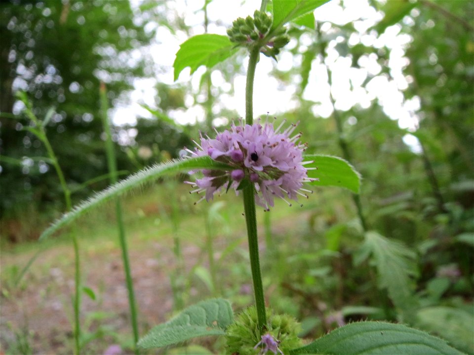 Ackerminze (Mentha arvensis) im Schwetzinger Hardt
