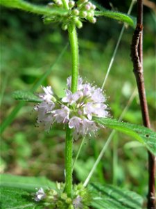 Ackerminze (Mentha arvensis) in der Schwetzinger Hardt
