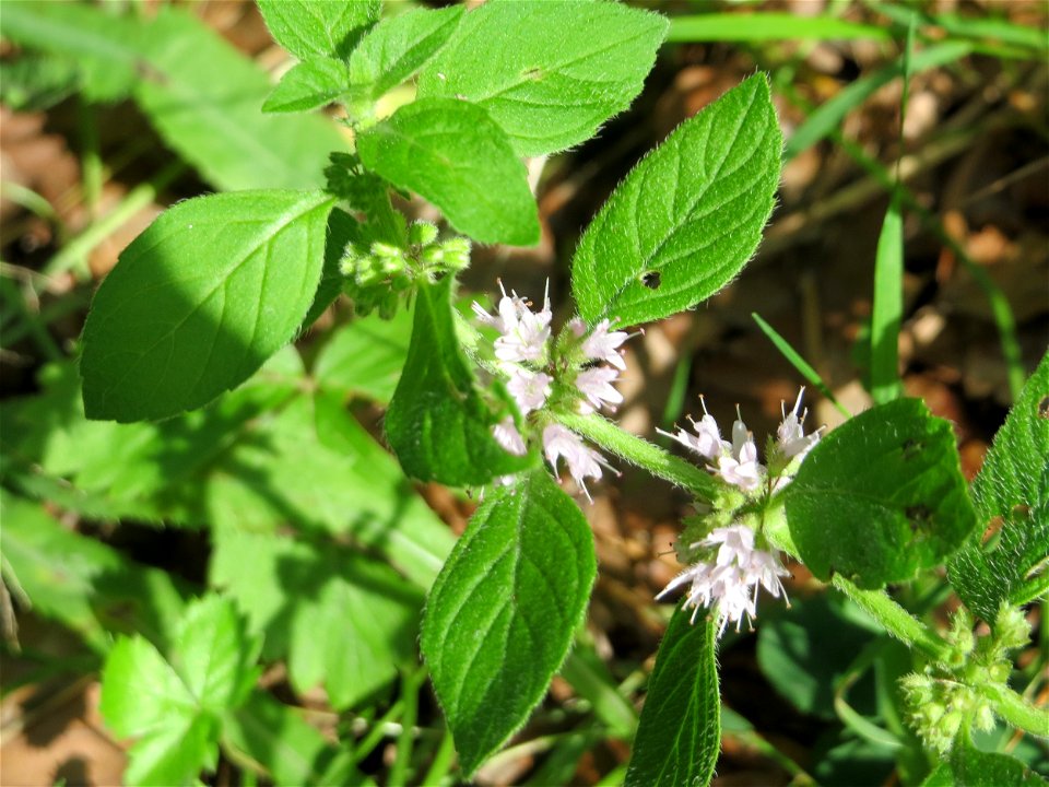Ackerminze (Mentha arvensis) in der Schwetzinger Hardt