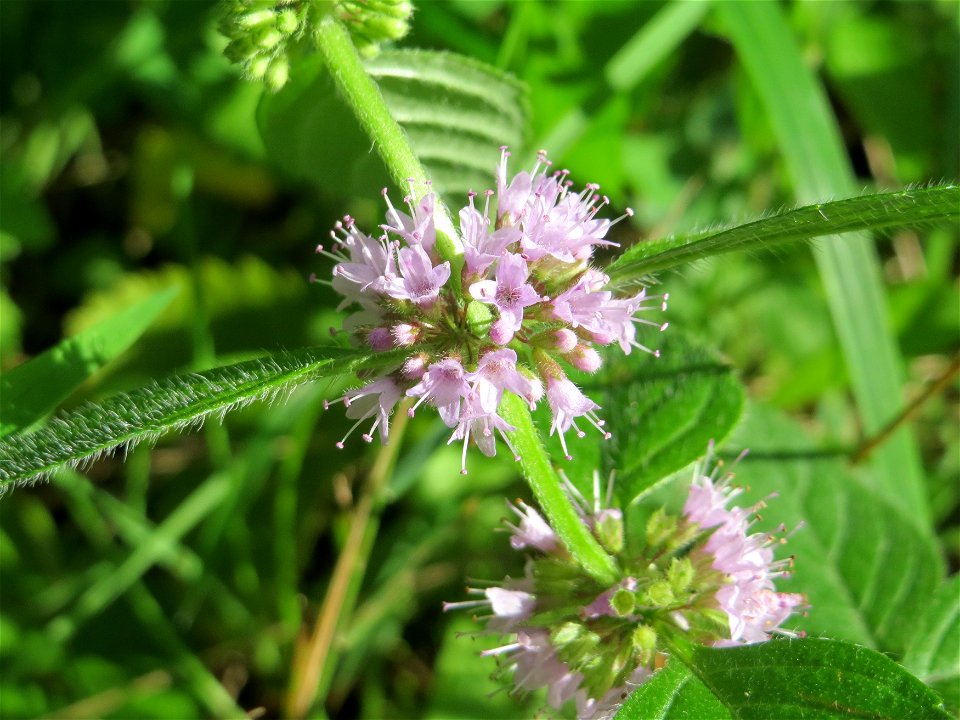Ackerminze (Mentha arvensis) in der Schwetzinger Hardt