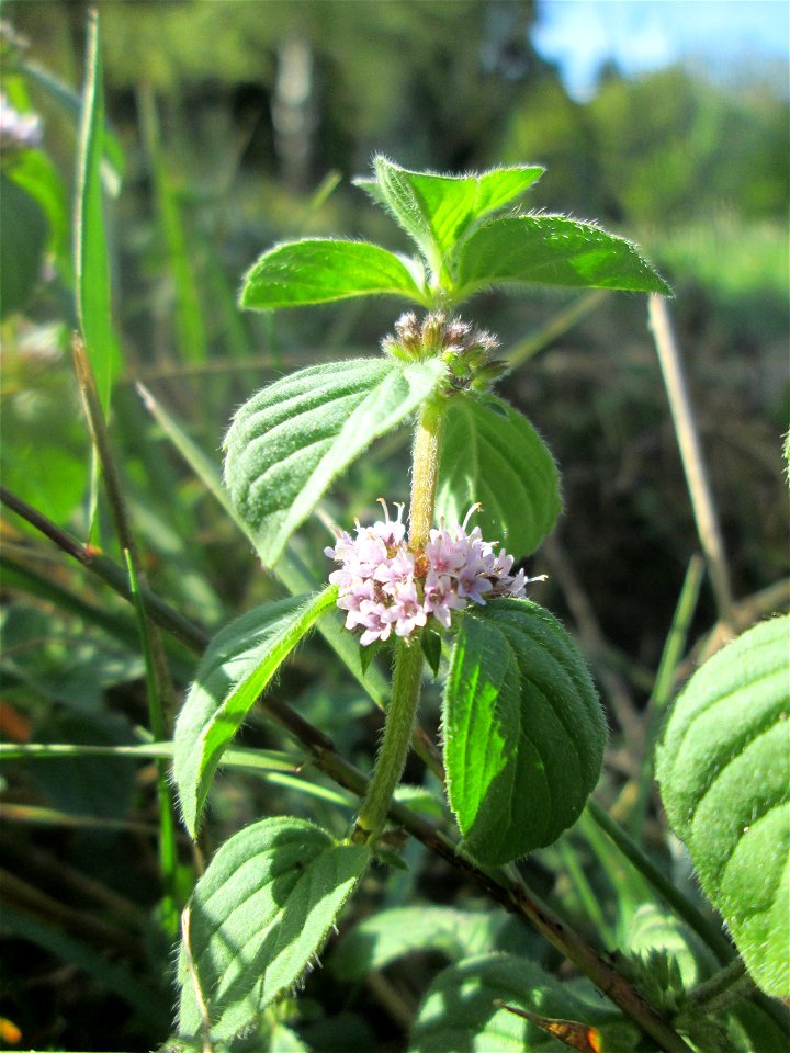 Ackerminze (Mentha arvensis) am Tierfriedhof Saarbrücken