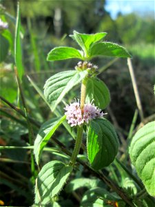 Ackerminze (Mentha arvensis) am Tierfriedhof Saarbrücken
