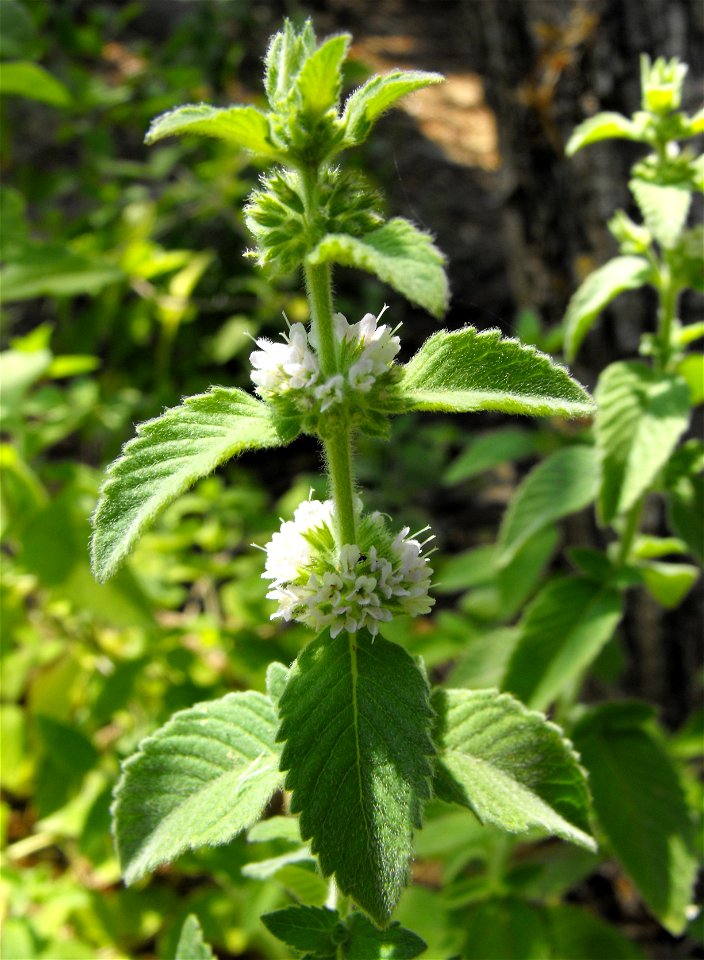 Mentha arvensis at the San Diego Wild Animal Park, Escondido, California, USA.