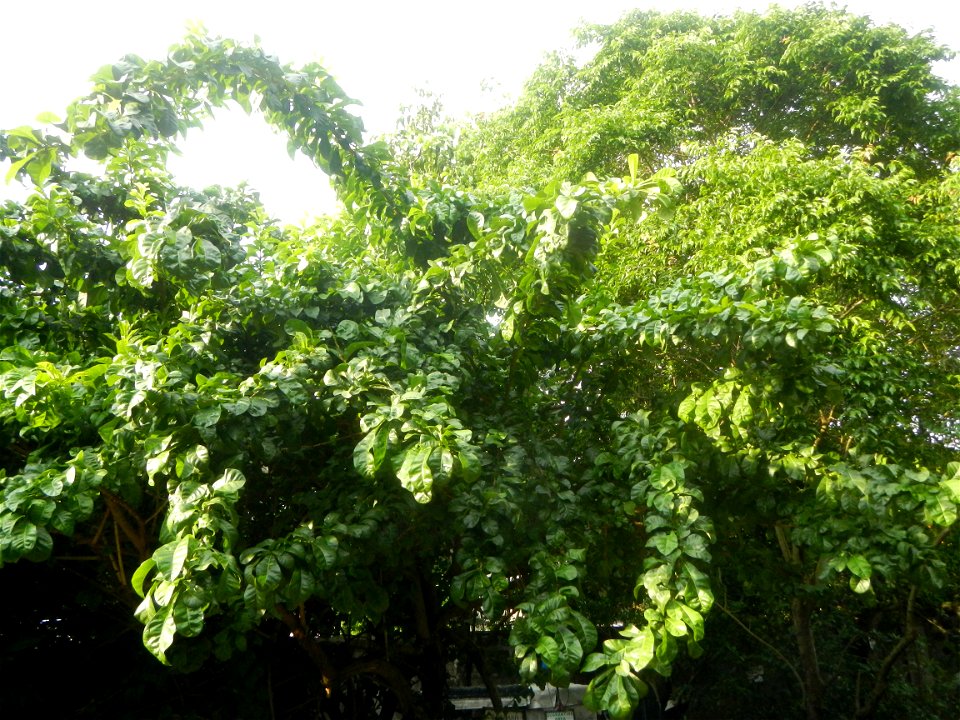 Aven's Nature Farm Artemio G. Veneracion President of ARaMP, Inc. in Barangays Santa Barbara, 14°56'21"N 120°53'25"E Baliuag, Bulacan, Bulacan (Note: Judge Florentino Floro, the owner, to repeat, Dono