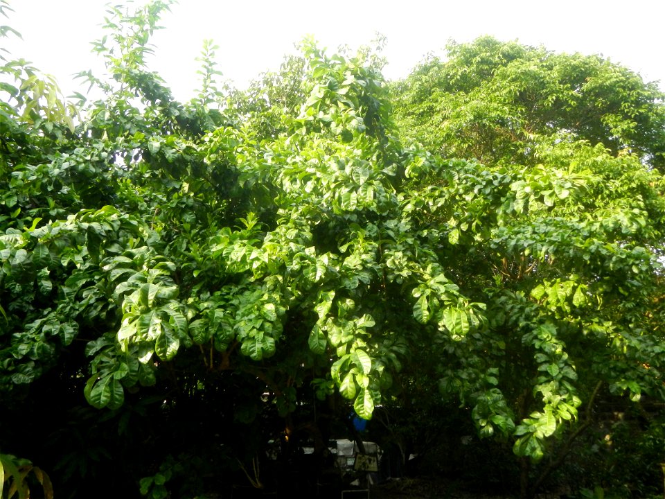 Aven's Nature Farm Artemio G. Veneracion President of ARaMP, Inc. in Barangays Santa Barbara, 14°56'21"N 120°53'25"E Baliuag, Bulacan, Bulacan (Note: Judge Florentino Floro, the owner, to repeat, Dono