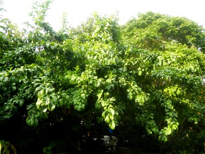 Aven's Nature Farm Artemio G. Veneracion President of ARaMP, Inc. in Barangays Santa Barbara, 14°56'21"N 120°53'25"E Baliuag, Bulacan, Bulacan (Note: Judge Florentino Floro, the owner, to repeat, Dono